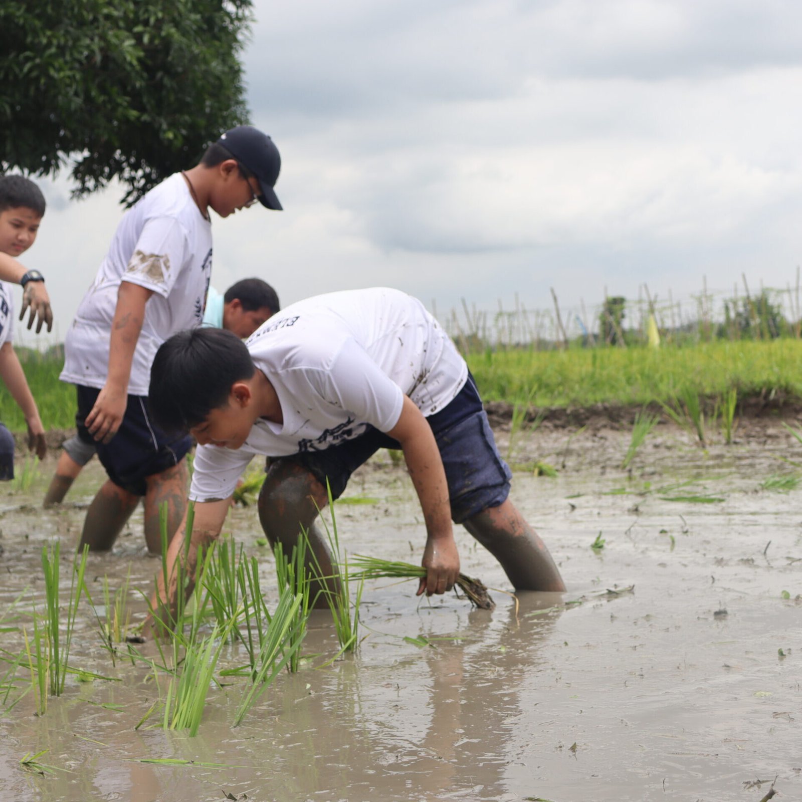 ‘Farm Life’ experience yields key lessons to reap in TLE 6 | Montessori De Sagrada Familia, Inc | Tangos, Baliwag, Bulacan